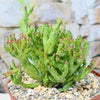 Euphorbia enopla coral