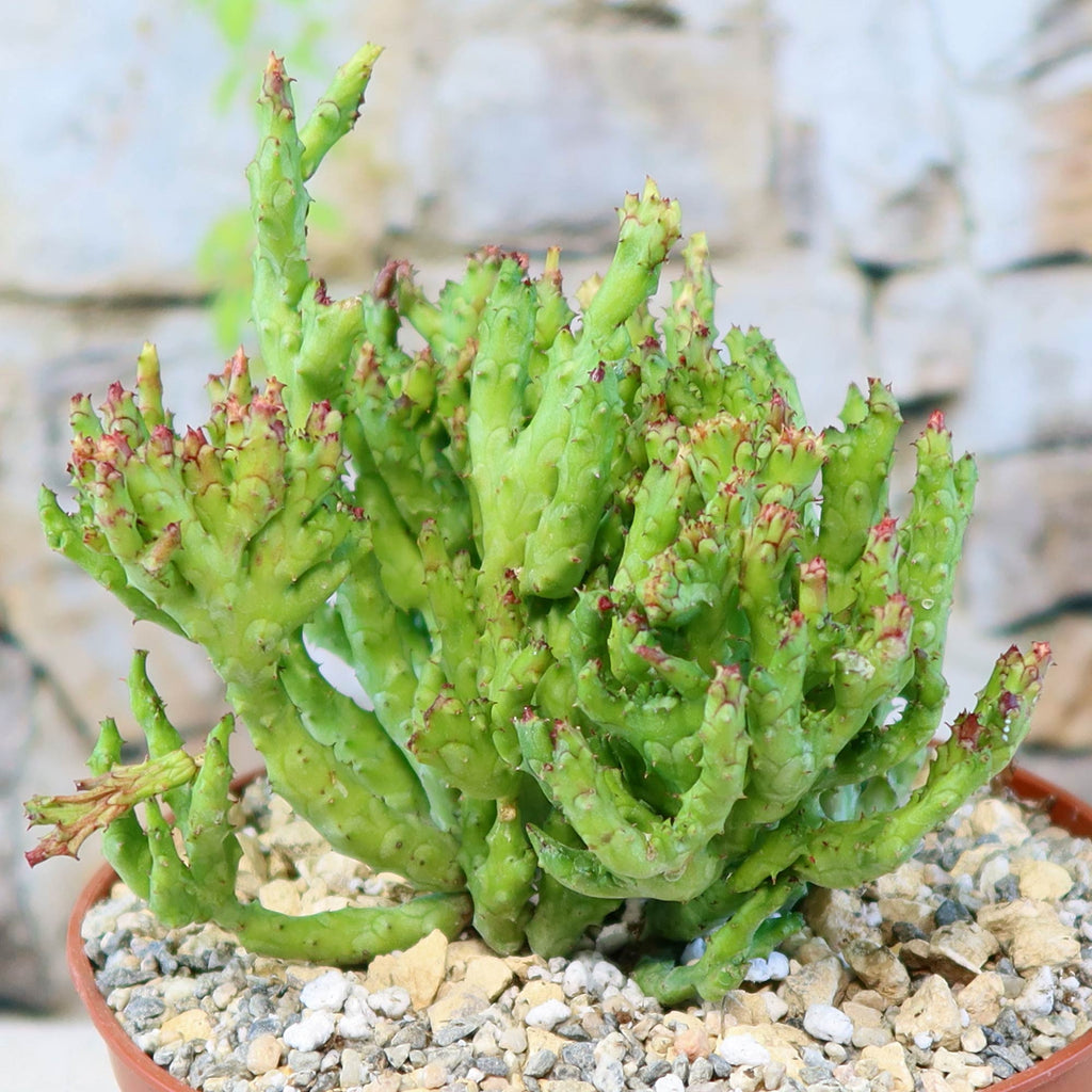 Euphorbia enopla coral