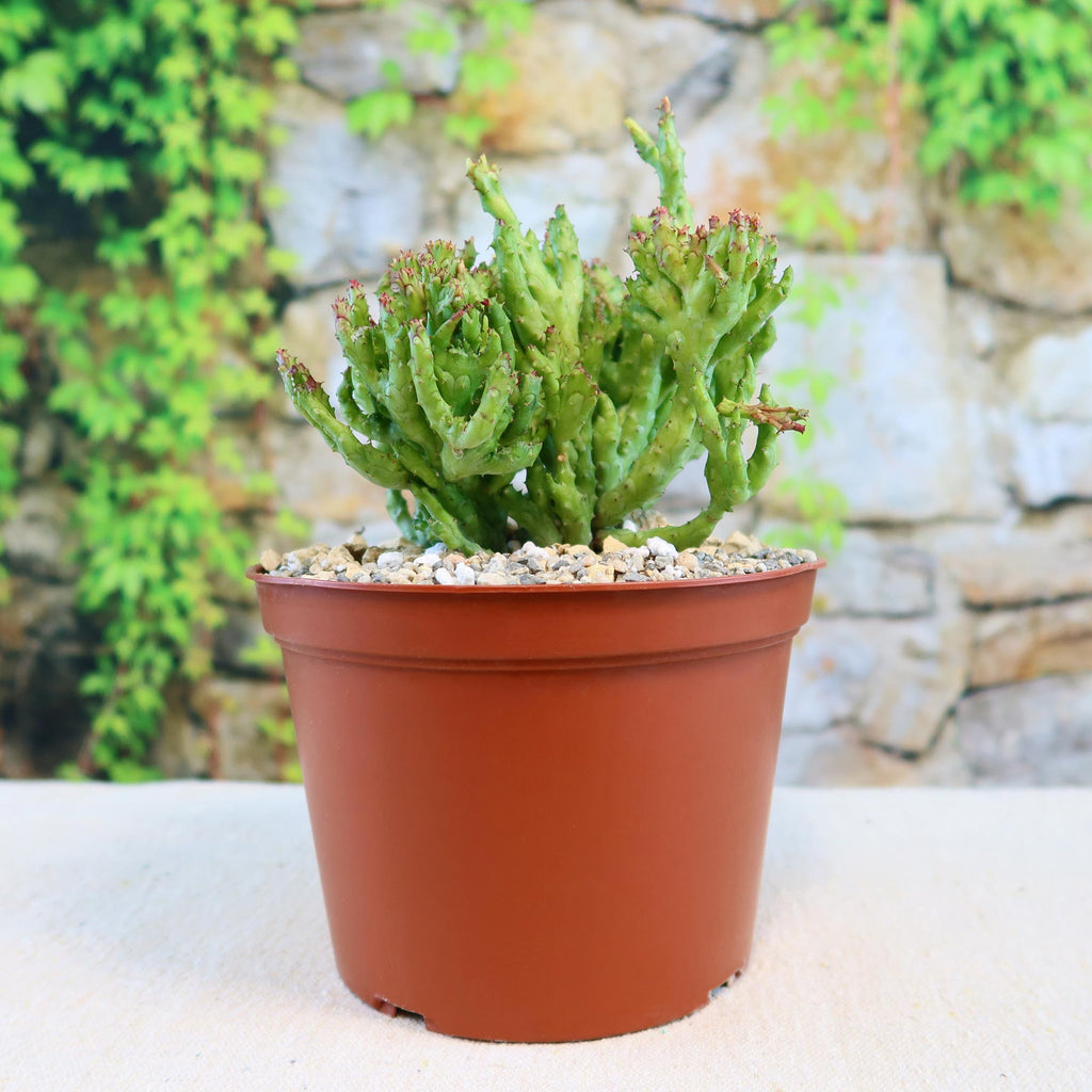 Euphorbia enopla coral