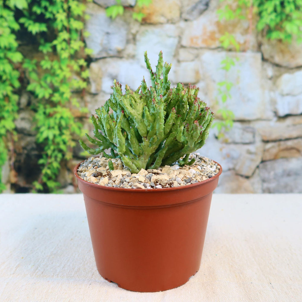 Euphorbia enopla coral