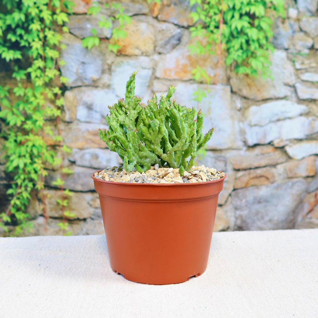 Euphorbia enopla coral