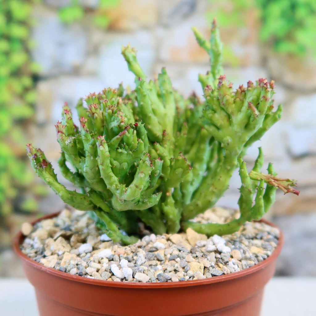 Euphorbia enopla coral