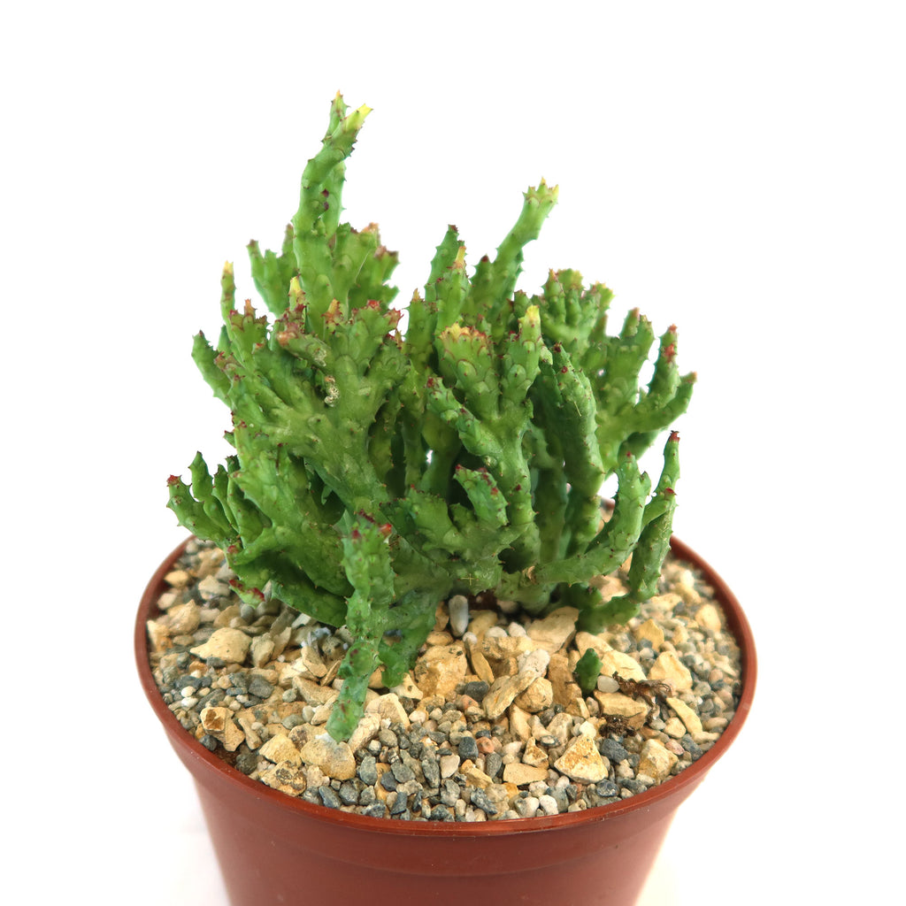 Euphorbia enopla coral