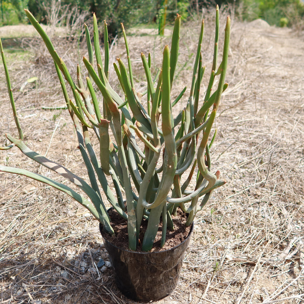 Euphorbia Enterophora