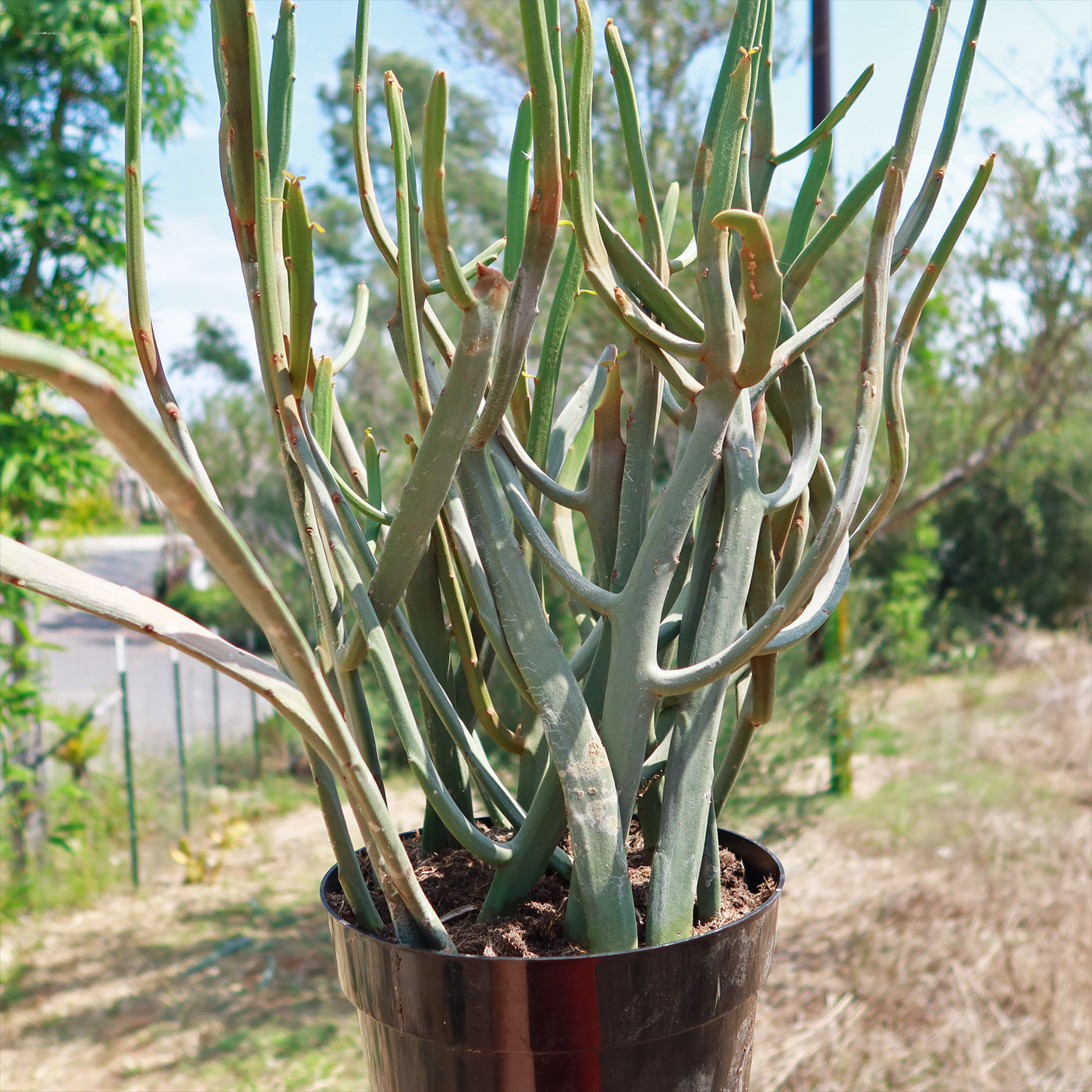 Euphorbia Enterophora