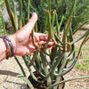 Euphorbia Enterophora