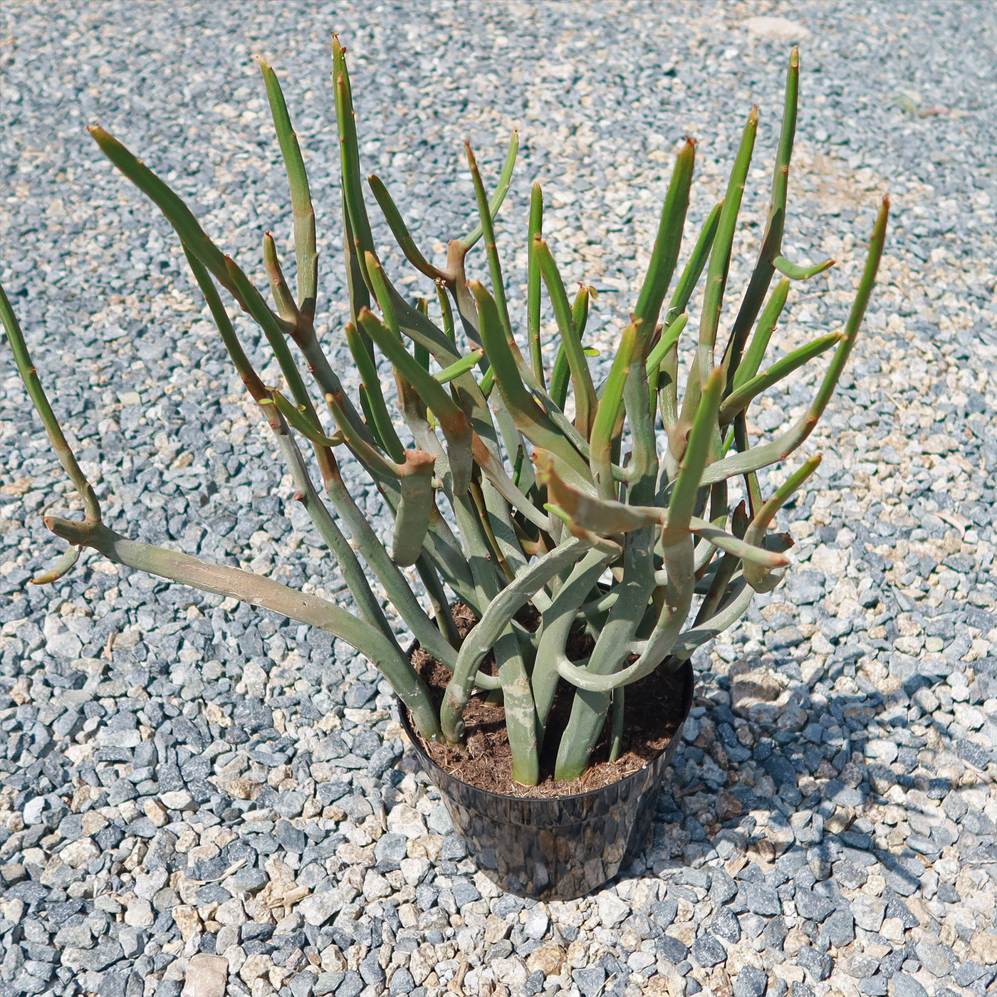 Euphorbia Enterophora