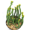 Euphorbia esculenta Large Specimen, a potted succulent with tall green ribbed stems, white dots, and yellow flowers atop light pebbles.