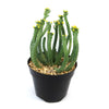 Euphorbia esculenta Large Specimen cactus with green stems and yellow flowers in a black pot with pebbles, on a white background.