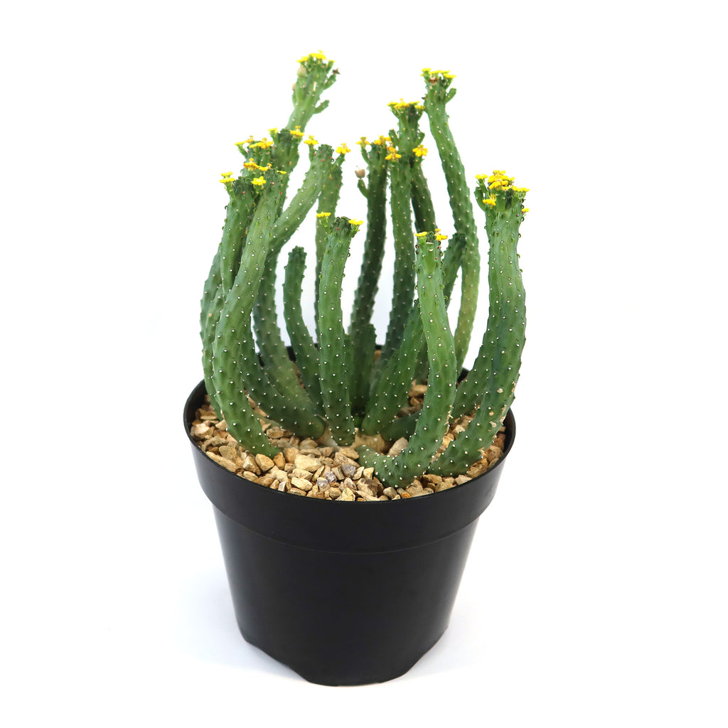 Potted indoor plant with glossy green leaves beside a small Buddha statue