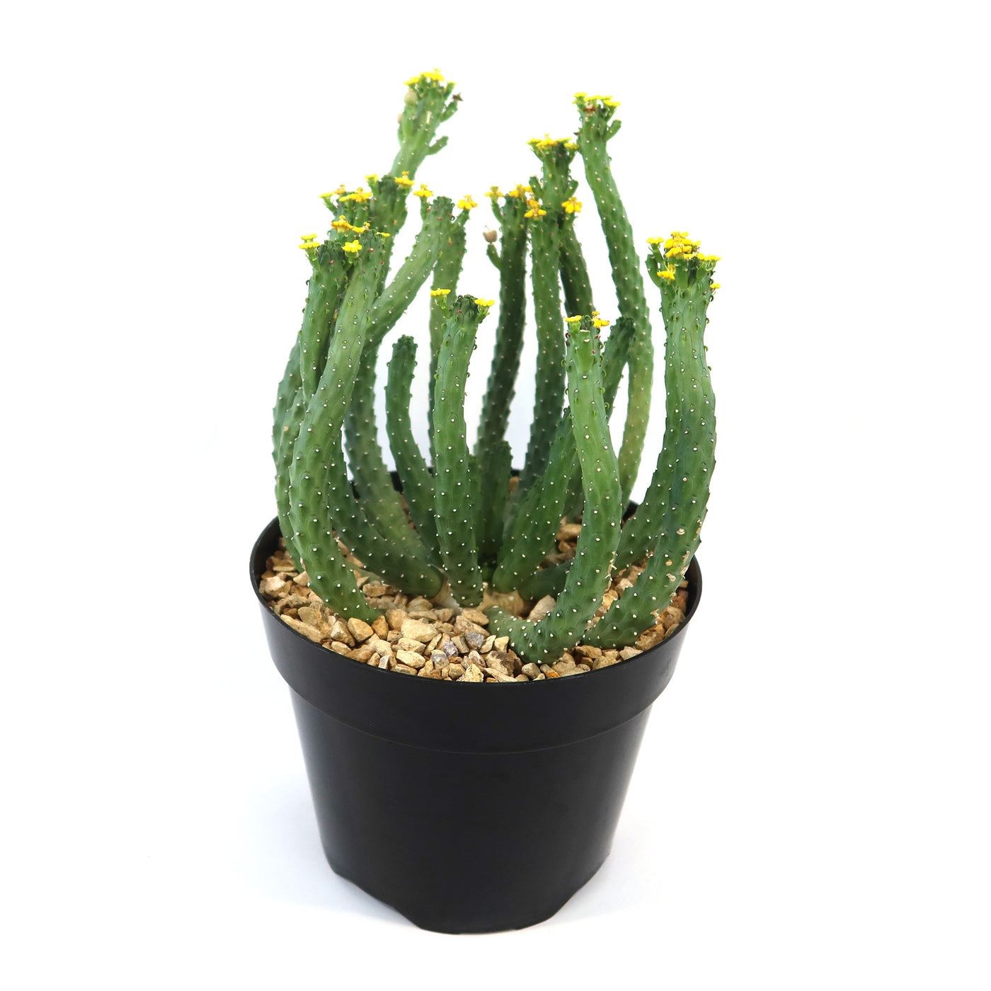 specimen plants for large pots Specimen cactus real live large plants – Planet Desert