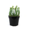 Euphorbia esculenta Large Specimen, a green multi-stemmed succulent with yellow tips, in a black plastic pot on a white background.