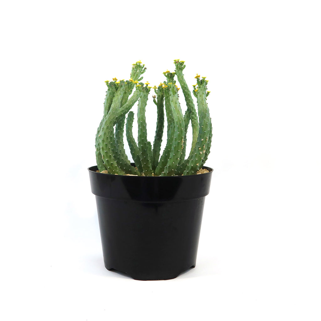 Potted indoor plant with glossy green leaves beside a small Buddha statue