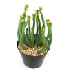 Euphorbia esculenta Large Specimen succulent displayed in its pot, adding a unique and elegant touch to any space.