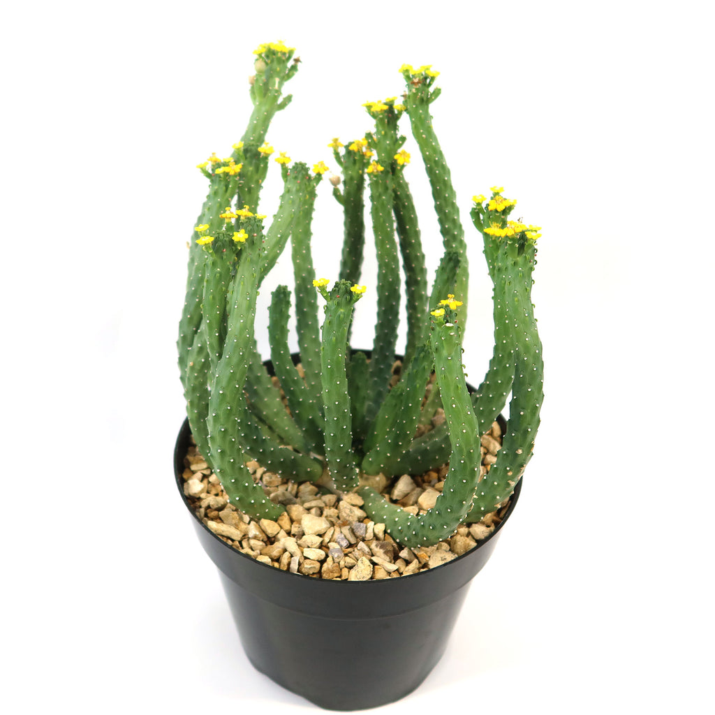 Potted indoor plant with glossy green leaves beside a small Buddha statue