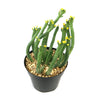 Euphorbia esculenta Large Specimen with slender green stems and yellow flowers in light pebbles, in a black pot on white background.