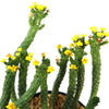 Euphorbia esculenta Large Specimen with tall green stems and yellow flowers in rocky soil, potted and set against a white background.
