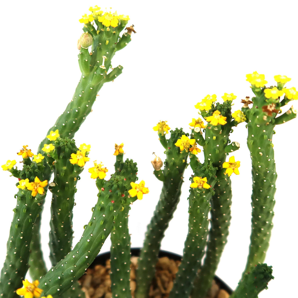 Potted indoor plant with glossy green leaves beside a small Buddha statue