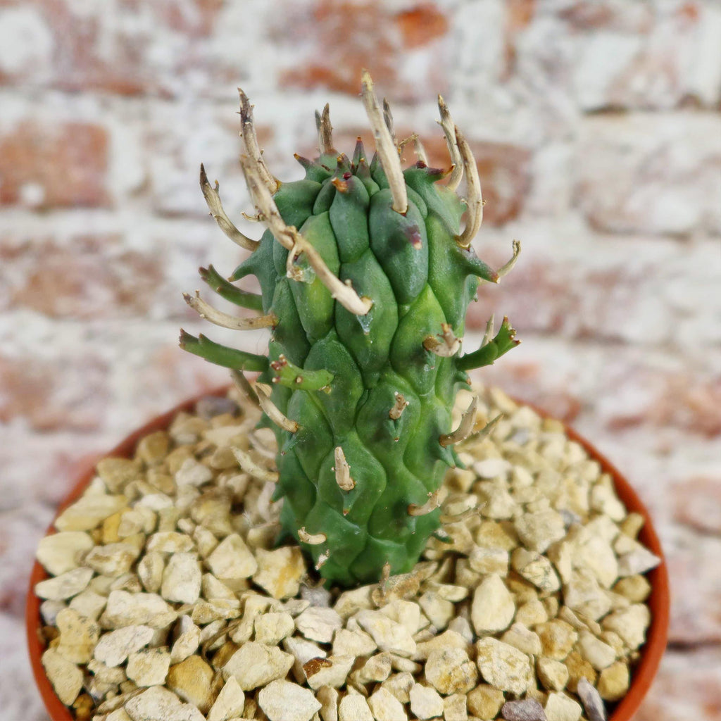 Euphorbia fasciculata schoenlandii