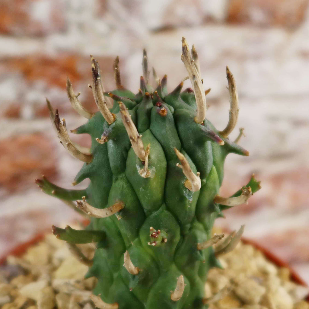 Euphorbia fasciculata schoenlandii