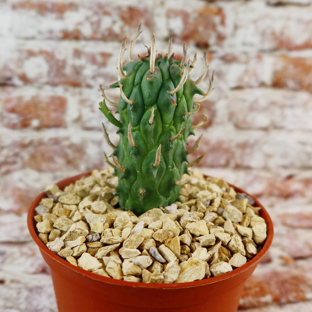 Euphorbia fasciculata schoenlandii