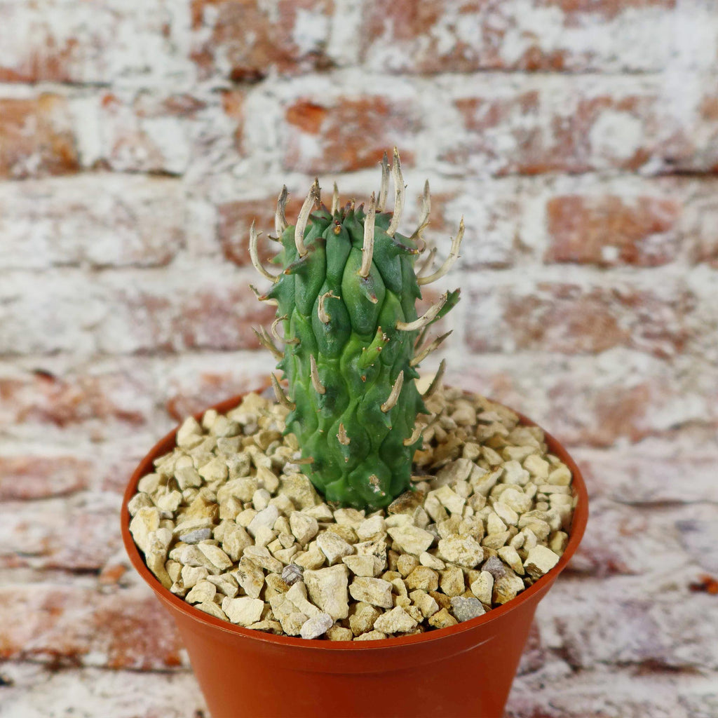 Euphorbia fasciculata schoenlandii