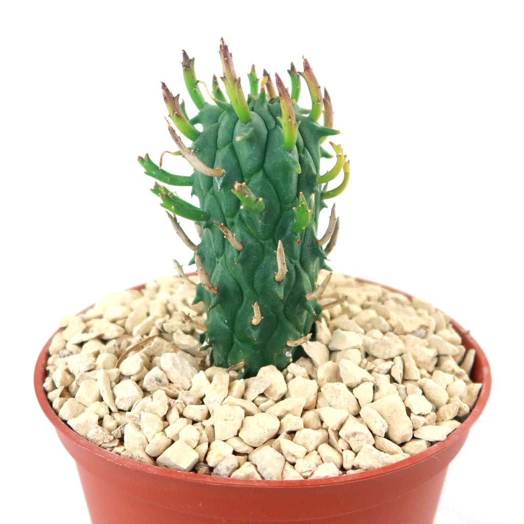 Euphorbia fasciculata schoenlandii