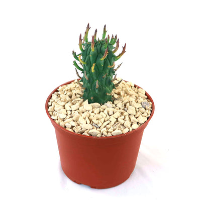 Buy Euphorbia Fasciculata Schoenlandii Succulent | Planet Desert