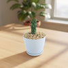 Euphorbia fasciculata schoenlandii
