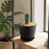 Euphorbia fasciculata schoenlandii