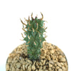 Euphorbia fasciculata schoenlandii
