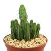 Euphorbia fruticosa with tall, ribbed green stems and spines in a small brown pot filled with light rocks, shown as a succulent.