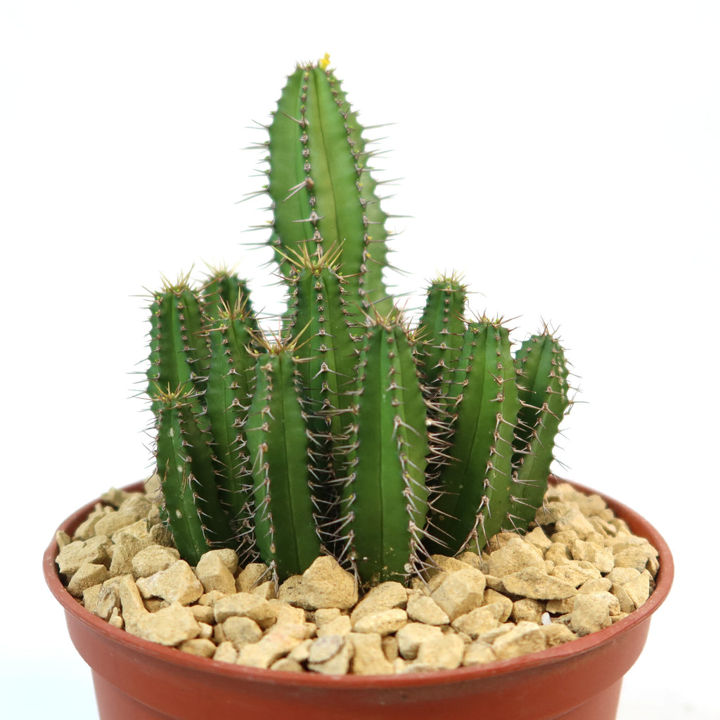 Euphorbia fruticosa with tall, ribbed green stems and spines in a small brown pot filled with light rocks, shown as a succulent.