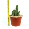 Euphorbia fruticosa with green stems in a brown pot with light rocks, shown on a white background.