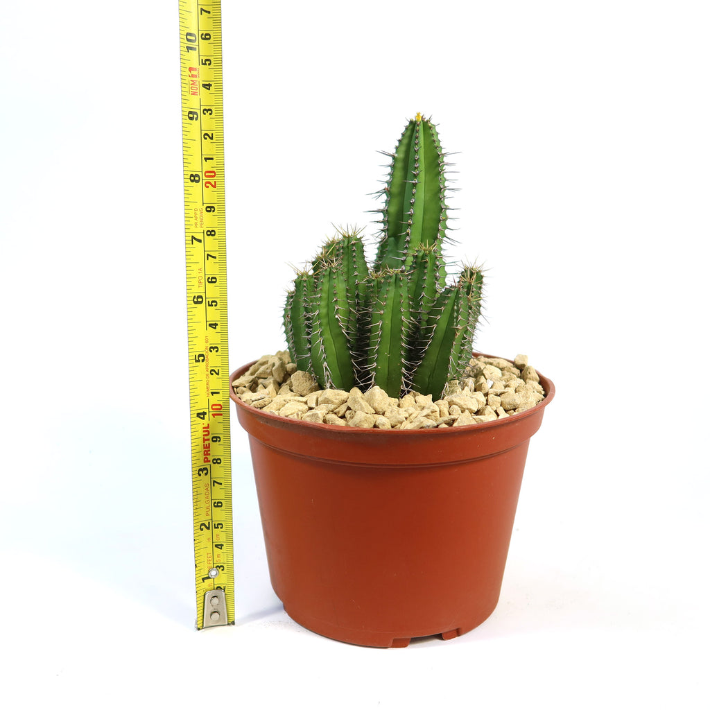 Euphorbia fruticosa with green stems in a brown pot with light rocks, shown on a white background.