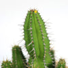 Close-up of Euphorbia fruticosa, a tall green spiny succulent with a small yellow spot near the top, shown on a white background.