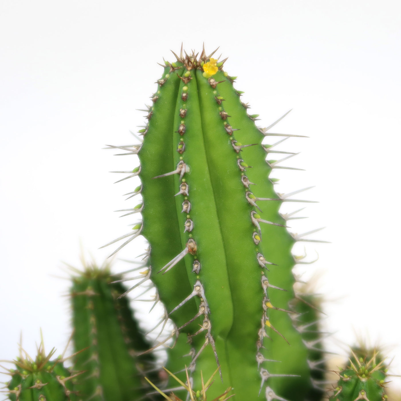 Buy Euphorbia Fruticosa Succulent | Cactus-Like Shrub