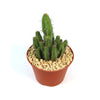 Euphorbia fruticosa in a pot with upright green stems, adding a unique accent to your indoor or outdoor plant collection.