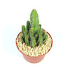 Euphorbia fruticosa plant with green stems and white spines in a brown pot with light gravel, shown against a white background.