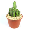 Euphorbia fruticosa cactus with tall ribbed green stems and white spines in a small reddish-brown pot with light gravel.