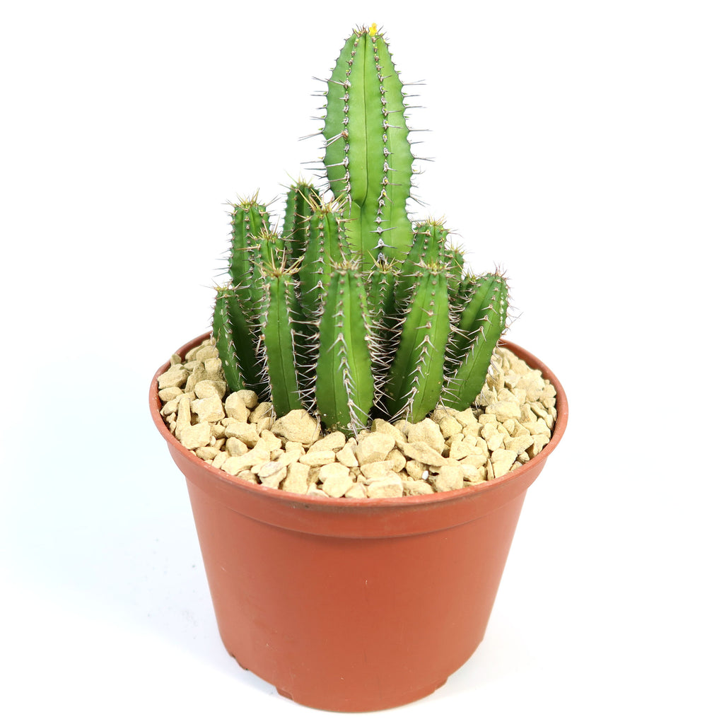 Euphorbia fruticosa cactus with tall ribbed green stems and white spines in a small reddish-brown pot with light gravel.