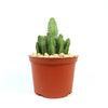 Euphorbia fruticosa, a vibrant green succulent in a pot, adds lively freshness to your space and is easy to care for.