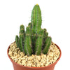 Euphorbia fruticosa potted with green succulents, adding a vibrant and fresh accent to any indoor or outdoor space.