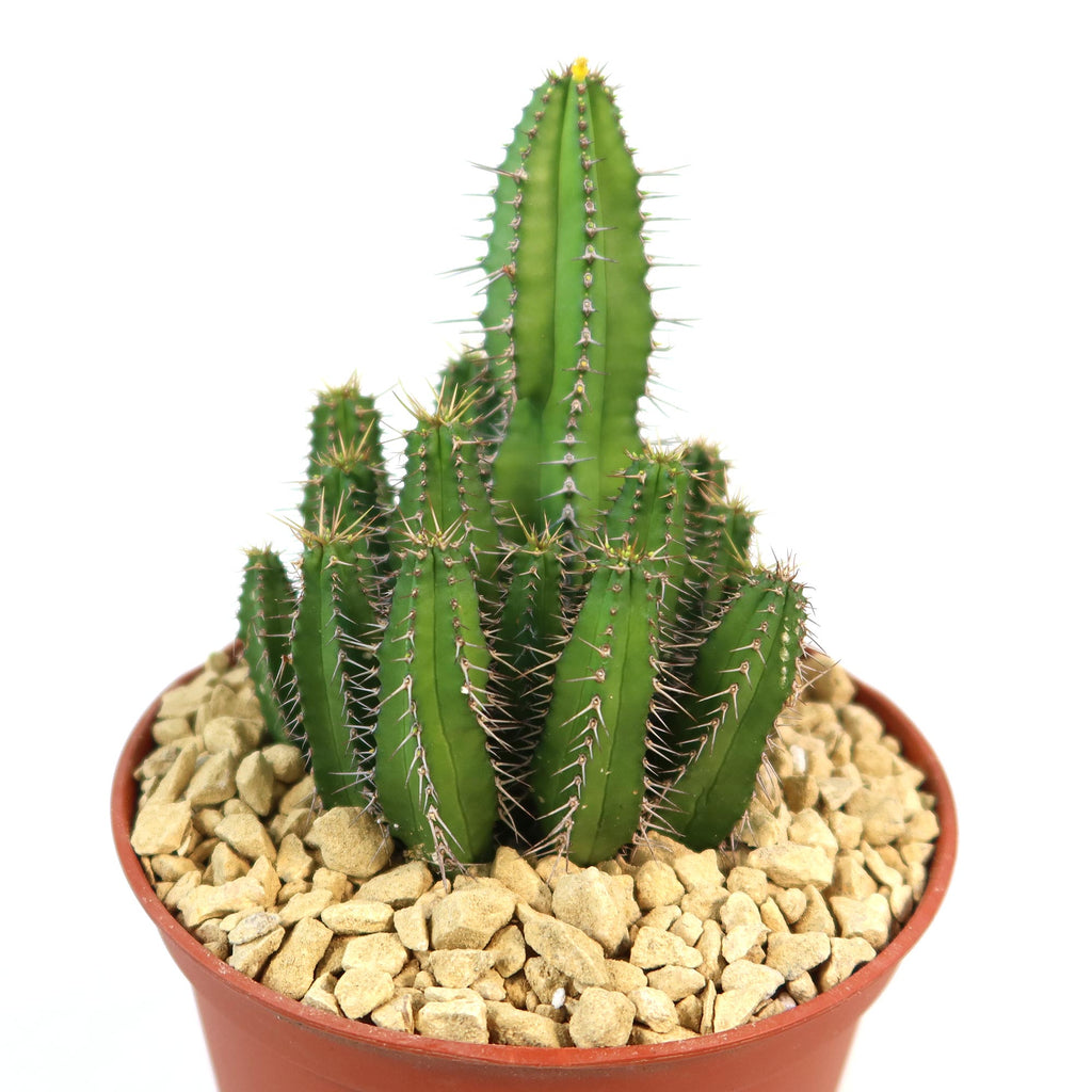 Euphorbia fruticosa potted with green succulents, adding a vibrant and fresh accent to any indoor or outdoor space.
