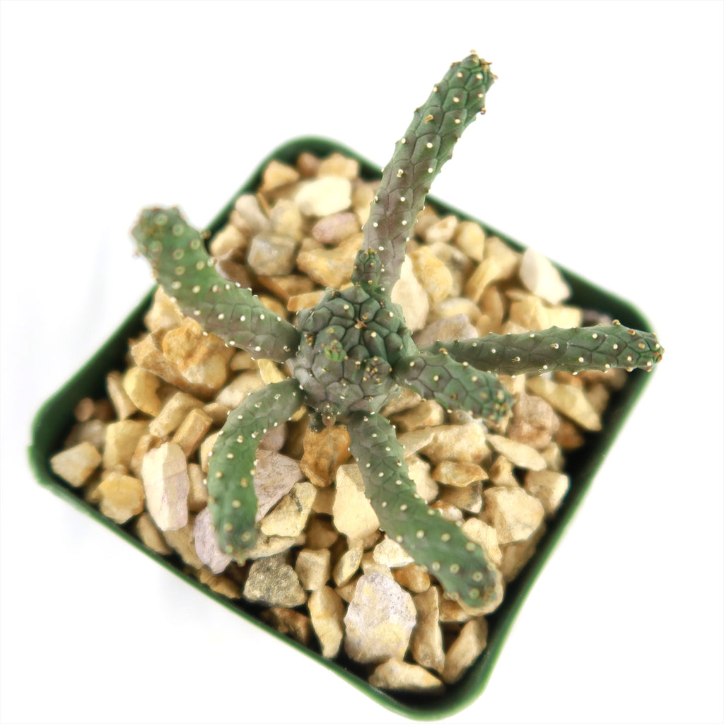 Euphorbia gamkaensis