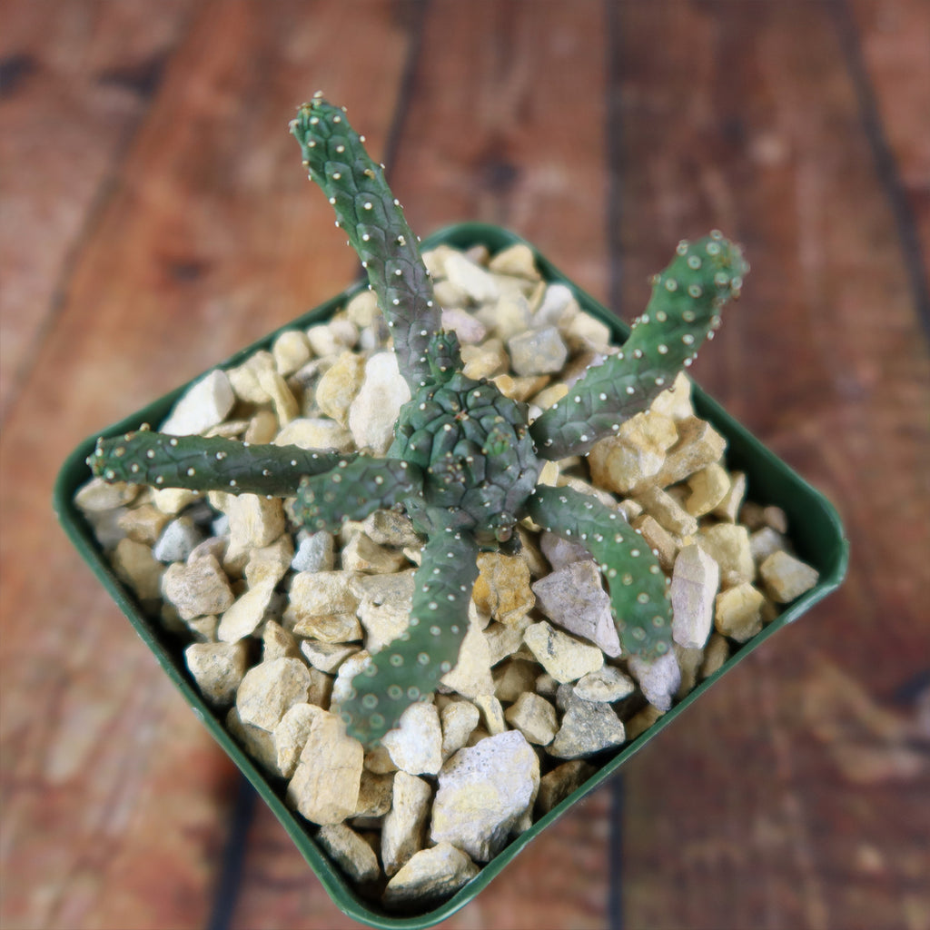 Euphorbia gamkaensis