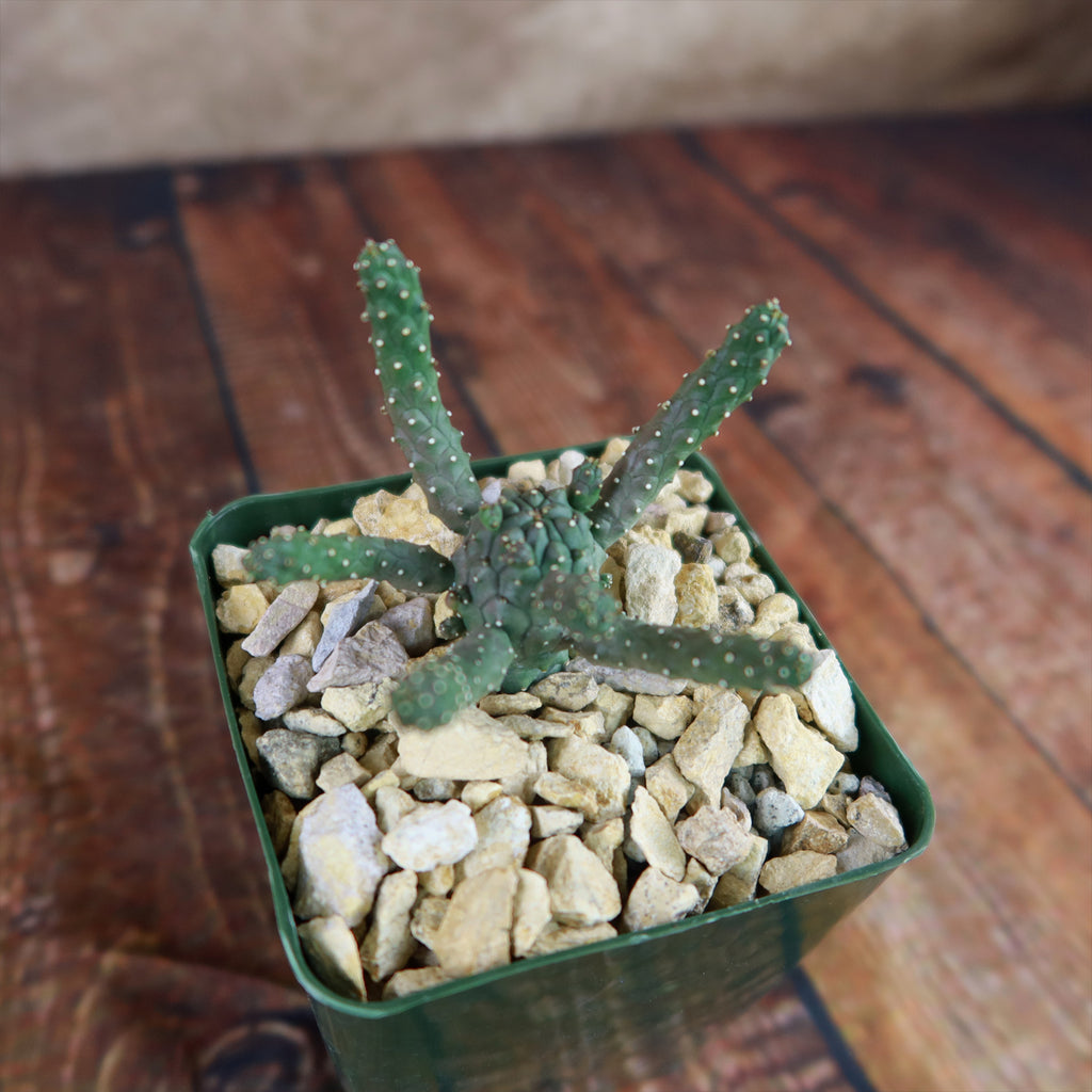 Euphorbia gamkaensis