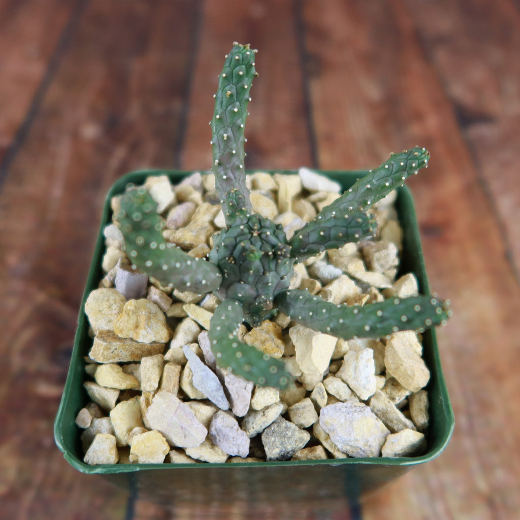 Euphorbia gamkaensis