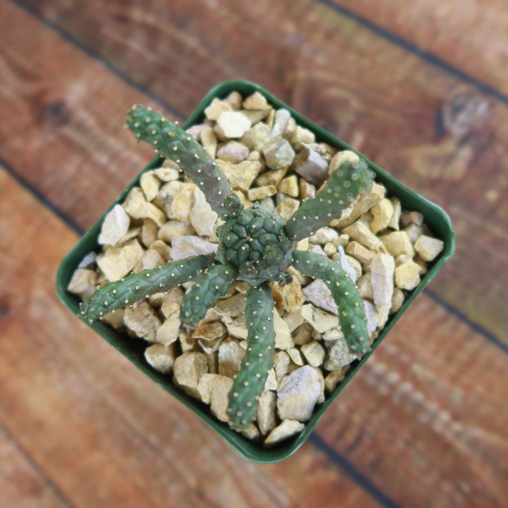 Euphorbia gamkaensis