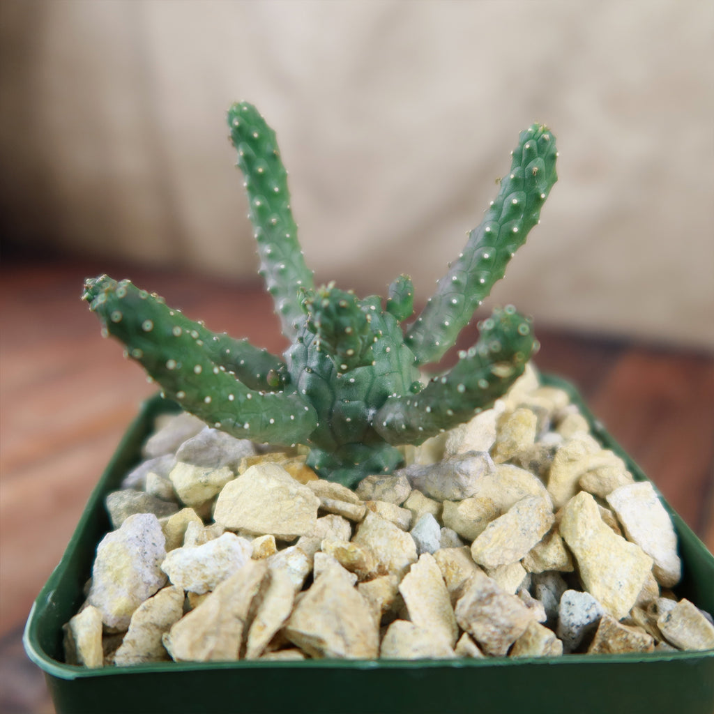 Euphorbia gamkaensis